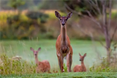 White-tailed deer walk at The Meadows.